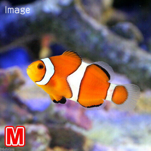 （海水魚）カクレクマノミ　Mサイズ（国産ブリード）（1匹）