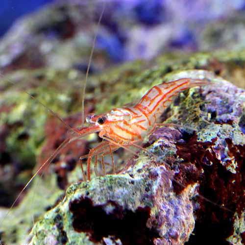 （海水魚）エビ　アカシマモエビ（ブリード）（1匹）　カーリー対策