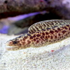 （海水魚）スリランカ産　アミメウツボ（1匹）　北海道・九州航空便要保温