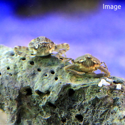 波打ち際でみかけるコロコロカニ！コブシガニ　sp．販売名コブシガニ　sp．学名（※）Leucosia　sp．？（※）…改良品種や学名が不明の種は流通名での記載の場合があります。別名—分布沖縄県沿岸飼育要件最大甲幅　　　　　→　2cm温度　　　　　　→　24度前後餌　　　　　　→　沈下性人工飼料混泳　　　　　　→　単独飼育魚との飼育　　　　→　捕食する可能性は少ないが注意してください。※…飼育環境は一例です。必ずしもこの環境下であれば飼育できることを確約するものではございません。種類詳細砂浜が広がる波打ち際に生息する大人しいカニの仲間です。本種は、類似した種類で「コブシガニモドキ」がおり、種類に対する同定の基準情報が少ない為、現時点では「sp．」として販売をしています。本種は、砂浜から藻場にかけて生息しているので、スガモやアマモといった海洋性植物と合わせて育成すると良いでしょう。※sp．とは「species」（種）の事で、属性が分かっていても詳細な種が特定または定義がされていない生物を示します。飼育のポイント小型のカニです。タコやイカ、大型の海水魚に捕食される恐れがあるので混泳はオススメできません。はさみや脚はもろいので、取り扱いに注意が必要です。注意事項腕や脚、ヒゲが欠けた個体となります。脱皮を重ねるごとに修復しますが、完全には戻らない可能性がございます。お送りする個体は、甲幅約1〜2cm程度となります。個体サイズや模様、雌雄の指定についてはお受け致しかねますのでご了承ください。海水魚用フード　「ff　num07」　40mL　粒径1．3mm　aquarium　fish　food　seriesフリーズドライ　イサザアミ　「ff　num39」　40mL　aquarium　fish　food　series大粒クリル　「ff　num29」　20g　aquarium　fish　food　seriesPSBQ10　ピーエスビーキュート　海水用　500mL　光合成細菌　バクテリア　海水魚　サンゴ人工海水　レッドシー　レッドシーソルト　4kg　海水魚　サンゴ　SPS　お一人様5点限り（海水魚）同梱不可　送料無料　足し水くん　テナーボトル　コック付き　天然海水（海洋深層水）　20リットル　お一人様3点限り　航空便不可・沖縄不可 … ◎　kaisui73　海水　海水生体　エビ・カニ他　m_crab　ma_henteko　ma_bbbbgh16　ma_dizgmtn23　Pseudophilyra　tridentata　Leucosia　sp．　OSH　20150704　up0827time_ma　Invertebratezukanカニ　weeklymrfish　irupaqtok　seitaiirupaqtok■この商品をお買い上げのお客様は、下記商品もお買い上げです。※この商品には付属しません。■海水魚用フード　「ff　num07」　40mL　粒径1．3mm　aquarium　fish　food　seriesフリーズドライ　イサザアミ　「ff　num39」　40mL　aquarium　fish　food　series大粒クリル　「ff　num29」　20g　aquarium　fish　food　seriesPSBQ10　ピーエスビーキュート　海水用　500mL　光合成細菌　バクテリア　海水魚　サンゴ人工海水　レッドシー　レッドシーソルト　4kg　海水魚　サンゴ　SPS　お一人様5点限り（海水魚）同梱不可　送料無料　足し水くん　テナーボトル　コック付き　天然海水（海洋深層水）　20リットル　お一人様3点限り　航空便不可・沖縄不可
