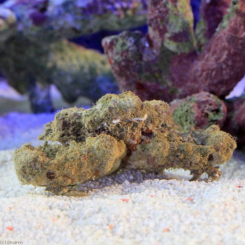 （海水魚）カニ　カルイシガニ（1匹）