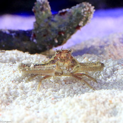（海水魚）カニ　ヒシガニsp．（1匹）