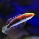 (海水魚)ゴシキイトヒキベラ オス(1匹)
