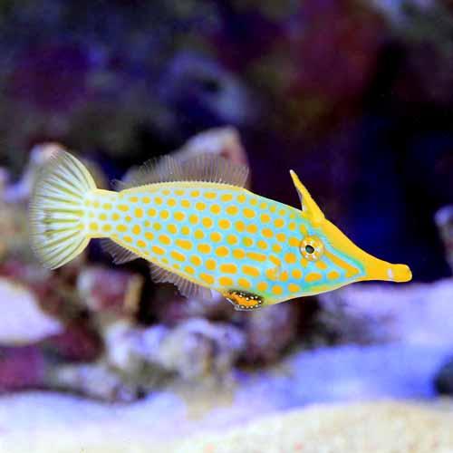 （海水魚）テングカワハギ（1匹）