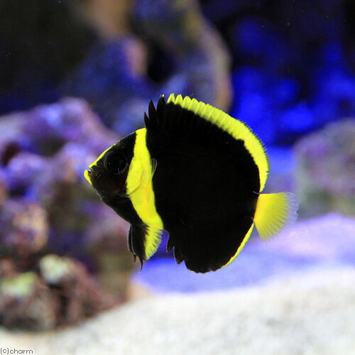 （海水魚）ヤッコ　近海産　キンチャクダイ　幼魚　Sサイズ（1匹）　北海道・九州航空便要保温