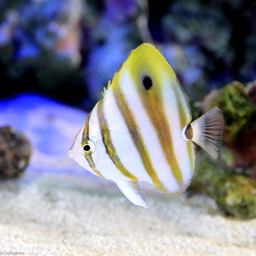 （海水魚）テンツキチョウチョウウオ（1匹）