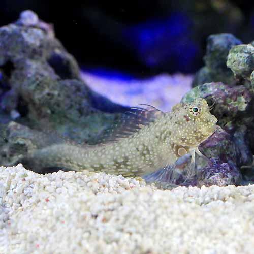 （海水魚）シマギンポ（1匹）