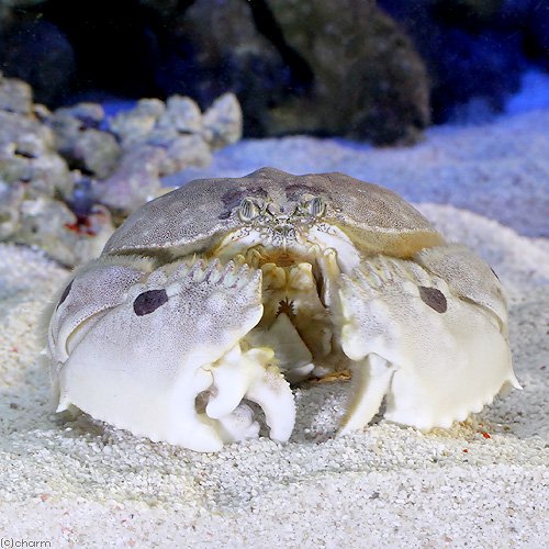（海水魚）カニ　メガネカラッパ（1匹）