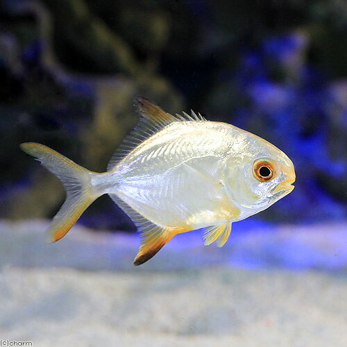 （海水魚）マルコバン（1匹）