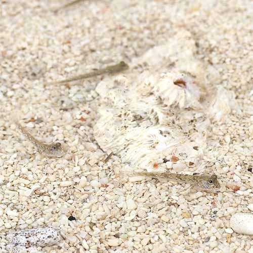 (海水魚)ミナミトビハゼ Sサイズ(汽水)(1匹) 北海道・九州航空便要保温