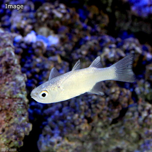 （海水魚）ワニグチボラ（1匹）