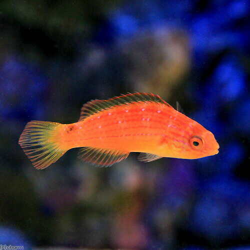 （海水魚）ピンテールフェアリーラス　メス（1匹）　北海道・九州航空便要保温