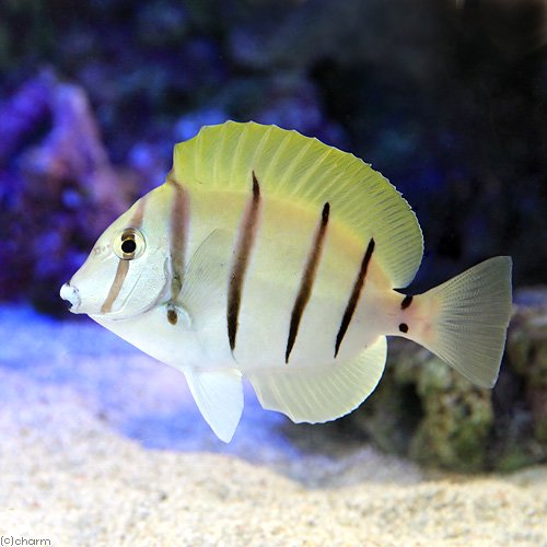 （海水魚）シマハギ　Mサイズ（1匹）　北海道・九州航空便要保温