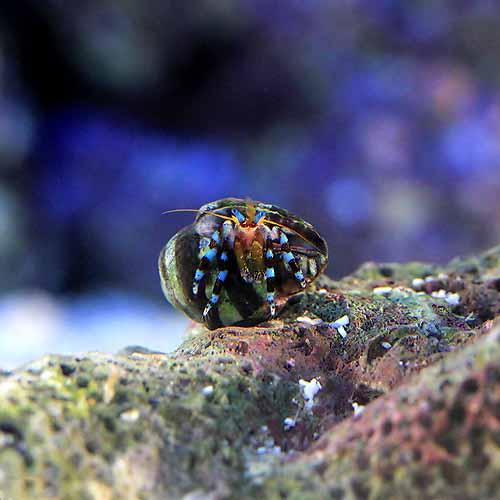 （海水魚）ヤドカリ　ユビワサンゴヤドカリ　SSサイズ（1匹）