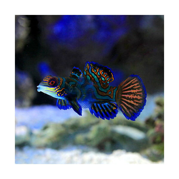 （海水魚）マンダリン　メス（1匹）