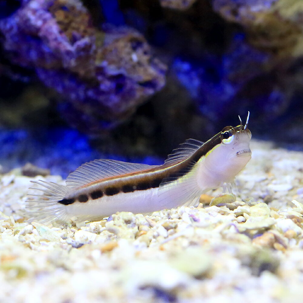 （海水魚）沖縄産　ヒトスジギンポ（1匹）
