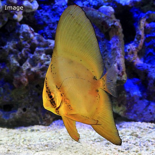 （海水魚）ナンヨウツバメウオ　幼魚　Mサイズ（1匹）