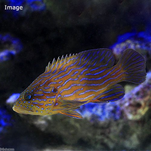 （海水魚）アオスジハタ（1匹）