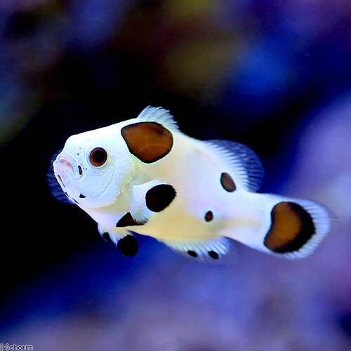 （海水魚）ブラックストームオセラリス（ブリード）（1匹） 北海道・九州航空便要保温