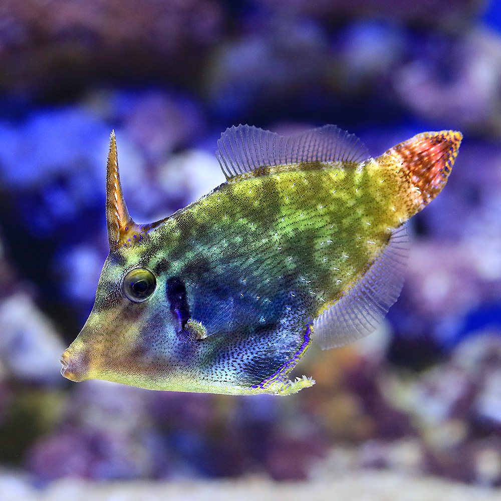 （海水魚）ニシキカワハギ（1匹）