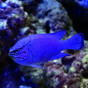 (海水魚)沖縄産 コバルトスズメダイ オス(1匹)
