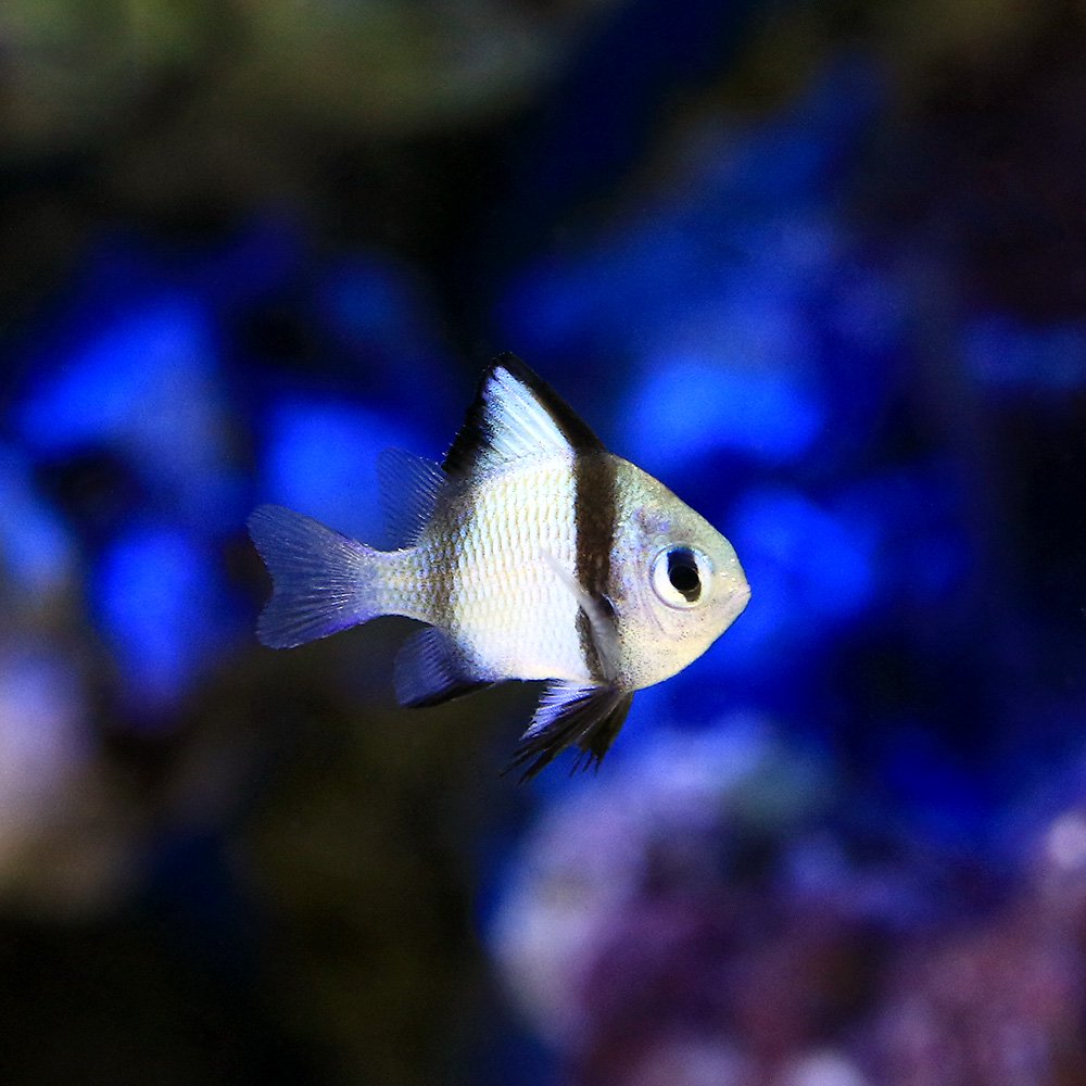 Damselfish - （海水魚）沖縄産　フタスジリュウキュウスズメダイ　Sサイズ（1匹）　北海道・九州航空便要保温