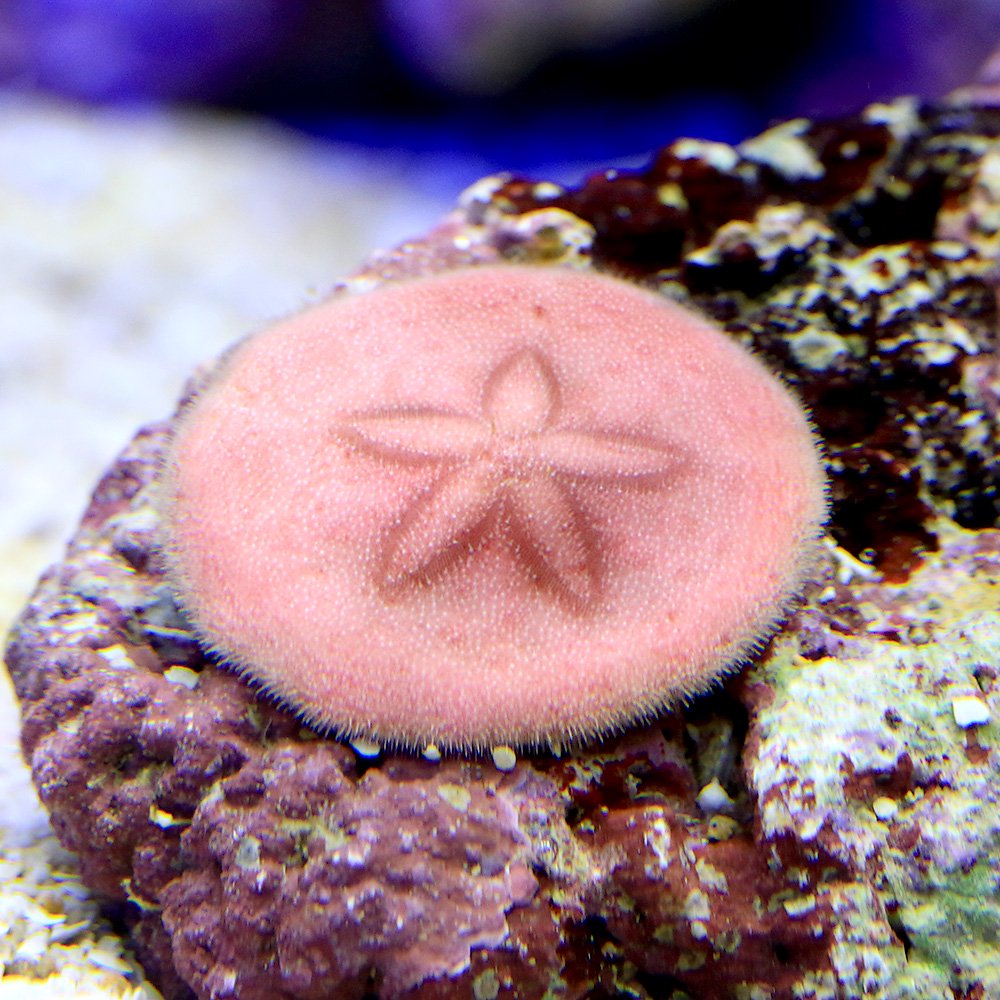（海水魚）ウニ　ヨツアナカシパン（1匹）