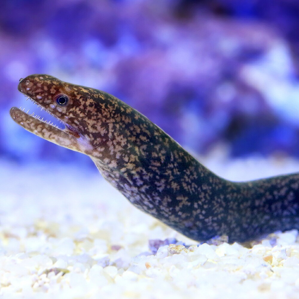 （海水魚）ホシキカイウツボ（1匹）