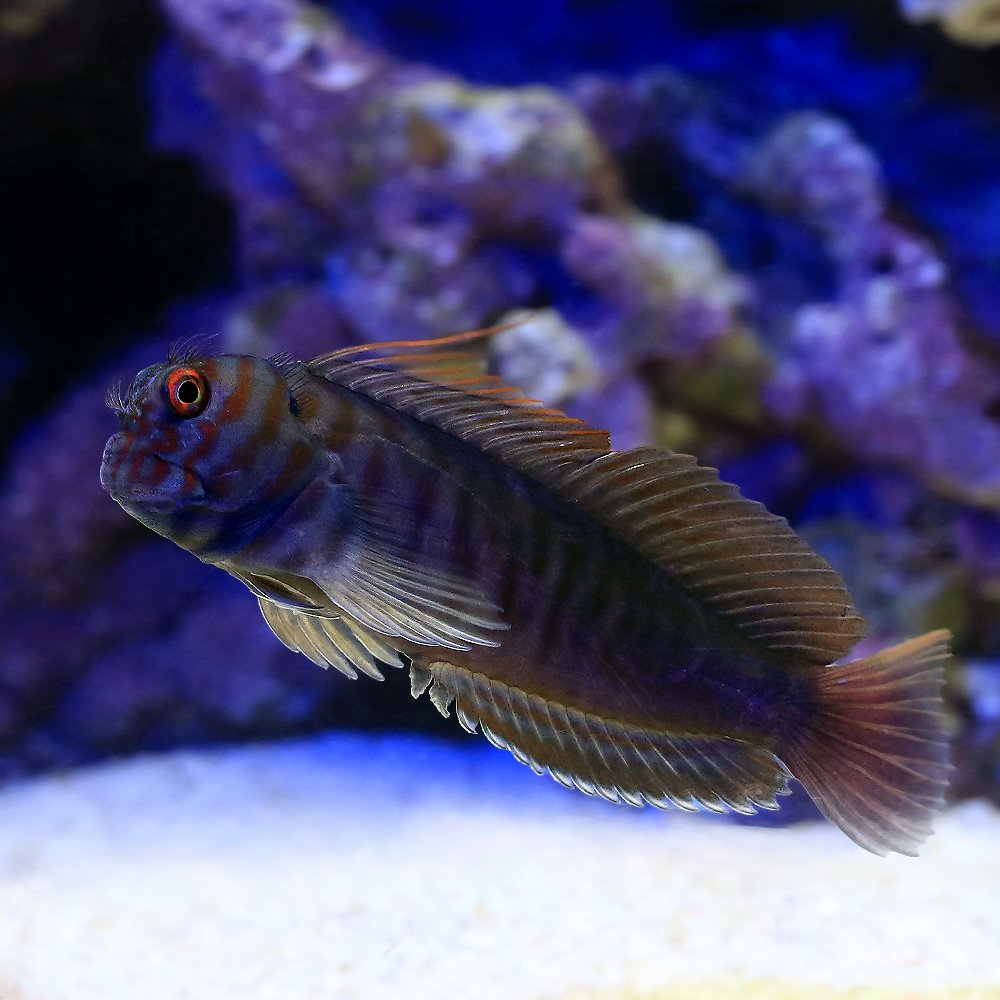 （海水魚）タテガミカエルウオ（1匹）