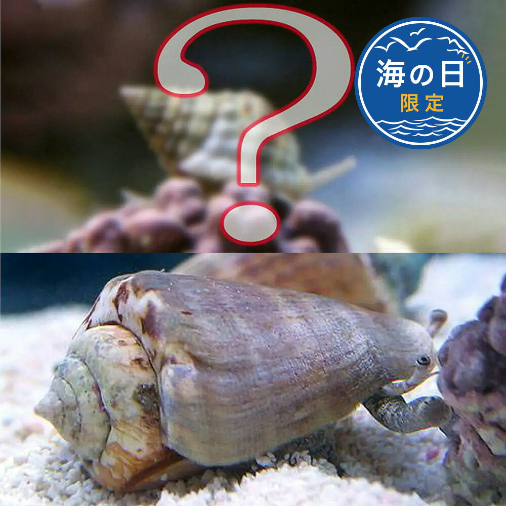 楽天市場】イモガイの通販