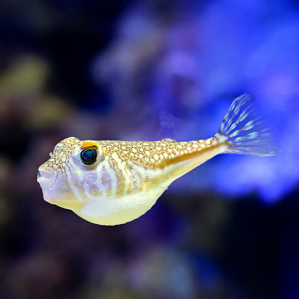 （海水魚）ナミダフグ（1匹）