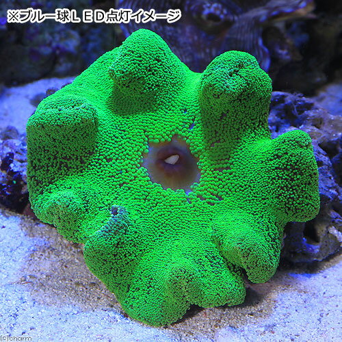 �ʳ�����˥����󥫻������ܥϥ�������������㥯���᥿��å����꡼��M��������1ɤ��̵����ưʪ���̳�ƻ���彣�Ҷ������ݲ�