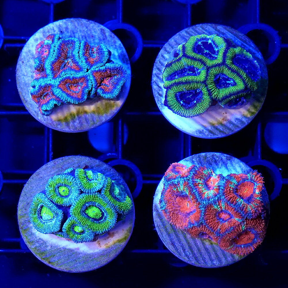 楽天市場】メタルハライドランプ 海水魚の通販