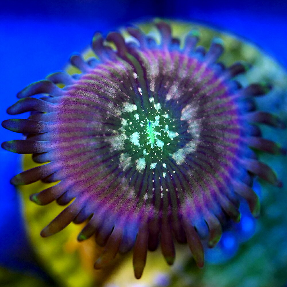 （サンゴ）マメスナギンチャク　ブルーアガベピープルイーター　プラグ付き（1個）　　北海道・九州航..