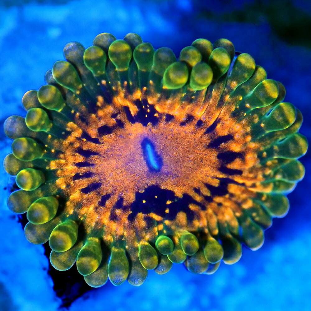 楽天市場】マメスナの通販