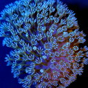 (サンゴ)フラグサンゴ 沖縄産 ウミキノコ ライトグリーン ポリカプラグ付き(1個)wh‐91