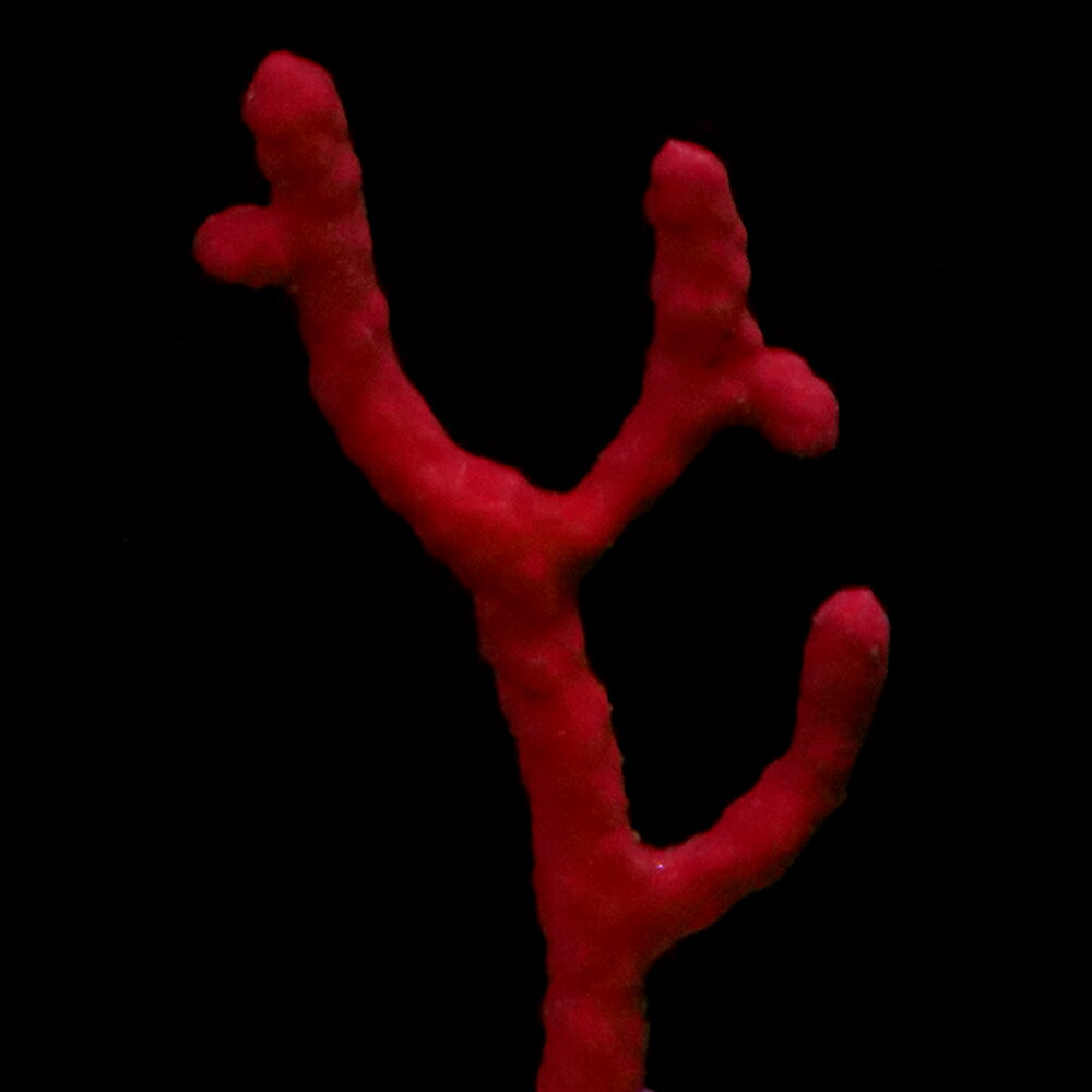 （サンゴ）フラグサンゴ　陰日性ヤギsp.　レッド　Mサイズポリカプラグ付き（1個）yl‐61　北海道航空便..