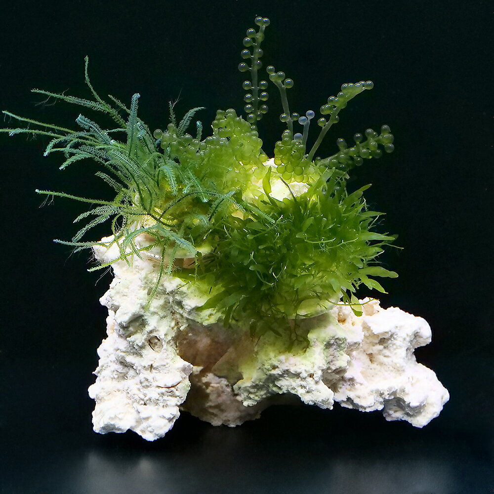 リフジウム水槽60cm × 20cm × 25cm その他備品 楽天市場】リフジウム水槽の通販