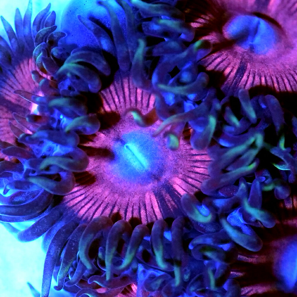 （サンゴ）フラグサンゴ　フジマメスナギンチャク　ダフニーレッド　ポリカプラグ付き（1個）wh-10　北海道・九州航空便要保温