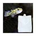 (海水魚)足し水くん 汽水 3L(5袋セット) 航空便不可 沖縄不可
