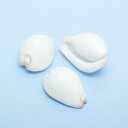 貝殻 シェルコレクション セムシウミウサギ(3個)(形状お任せ) 関東当日便
