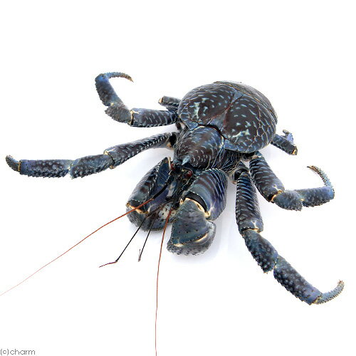（エビ・カニ）ヤシガニ　ブルータイプ（1匹）　北海道・九州航空便要保温