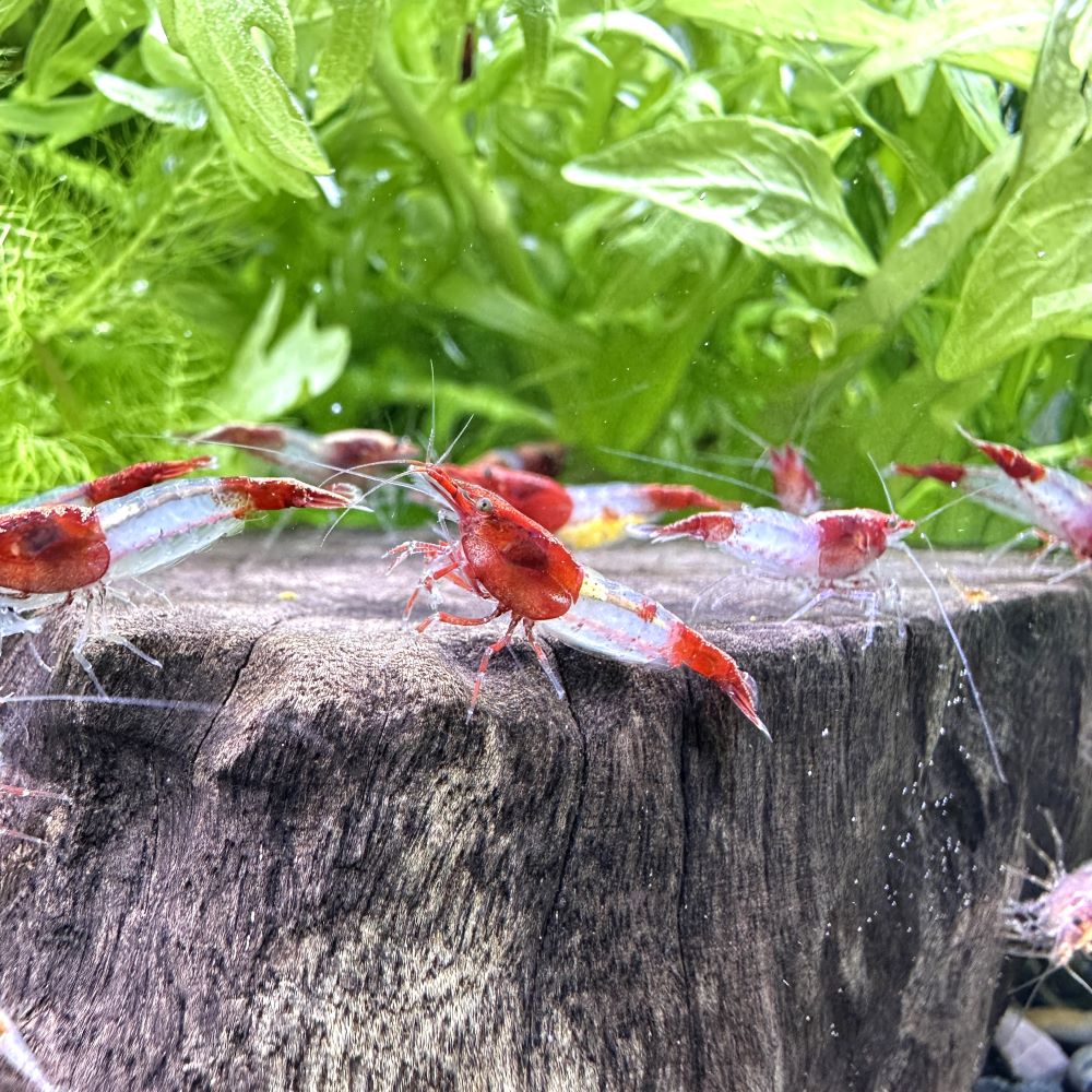 �ʥ��ӡ˥�꡼������ס�20ɤ�ˡ��̳�ƻ���彣�Ҷ������ݲ�