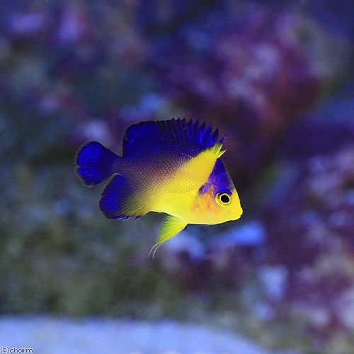 （海水魚）ヤッコ　スミレヤッコ　Sサイズ（1匹）
