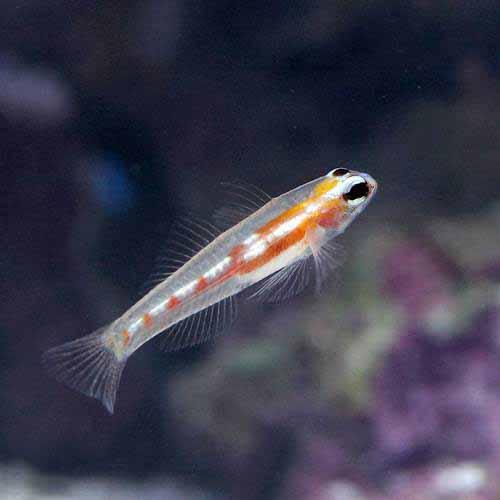 （海水魚）マスクドゴビー（1匹） 北海道・九州航空便要保温