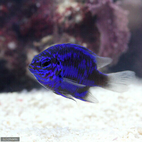 （海水魚）スプリンガーズダムセル（1匹）　北海道・九州航空便要保温