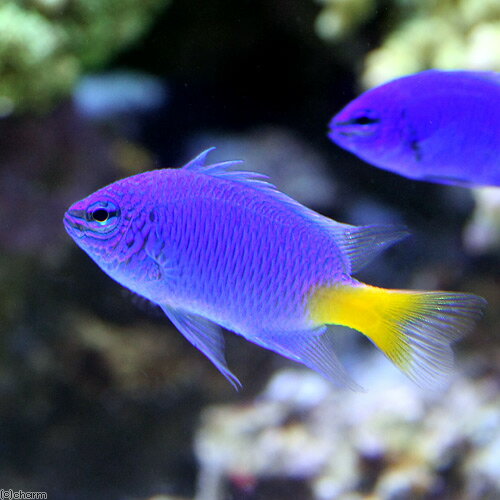 （海水魚）シリキルリスズメダイ（1匹）　北海道・九州航空便要保温