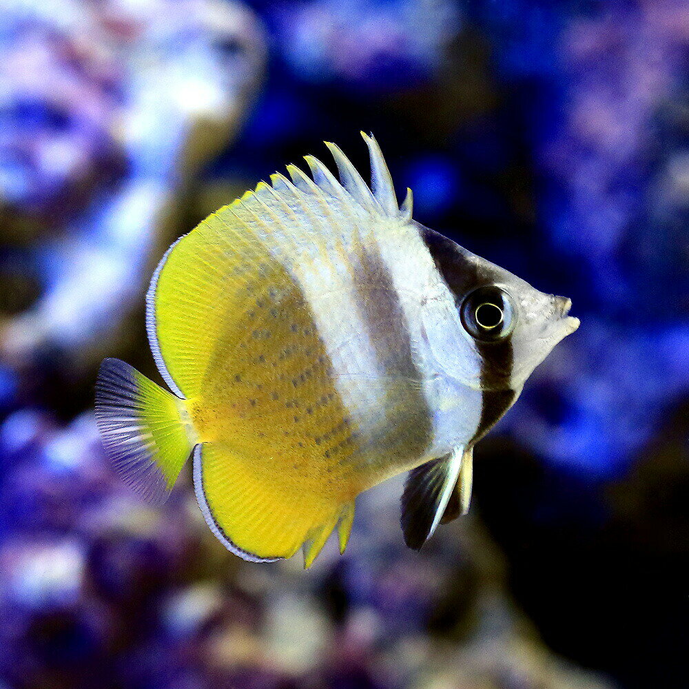 （海水魚）沖縄産　ミゾレチョウチョウウオ（1匹）
