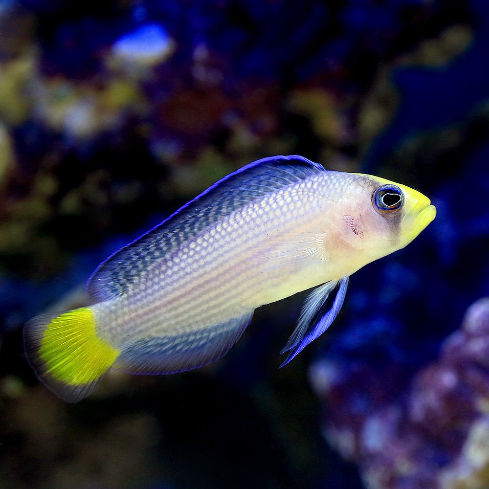 乐天商城 - （海水魚）スプレンディッドドティーバック（1匹）　北海道・九州航空便要保温