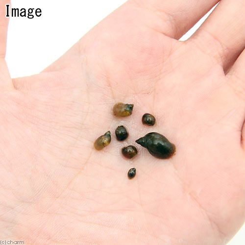 �ʥ��ӡ����˻����ݾڤʤ������¡������Ѵ�����S����������0��3��1��5cm��20ɤ�ˡ���¡��̳�ƻ���彣�Ҷ������ݲ�